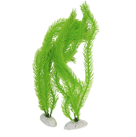 Planta Acuática Decorativa
