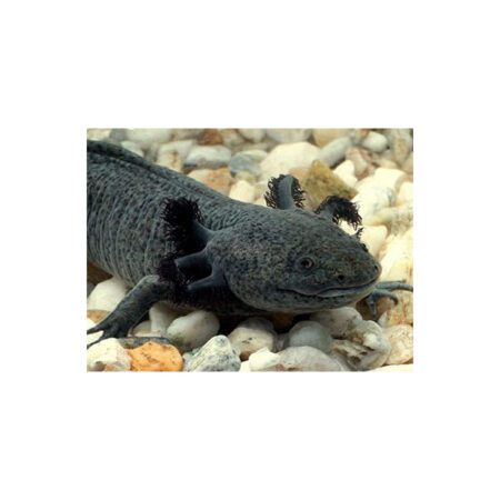 Axolote